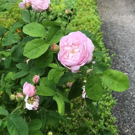 Camillas Hoehe Mirbach