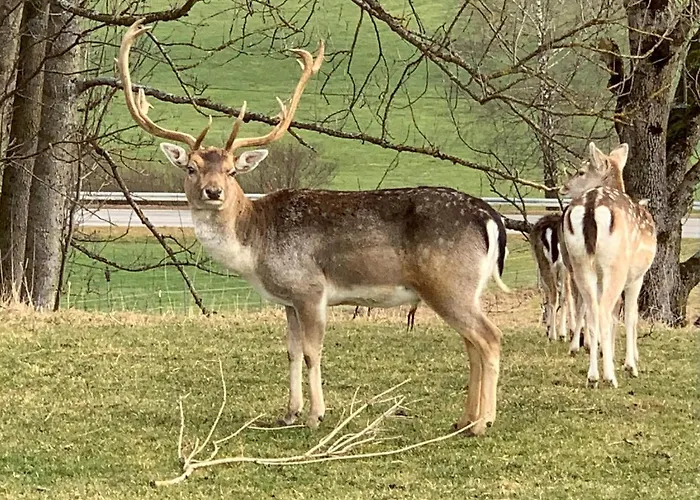 Camillas Hoehe Mirbach