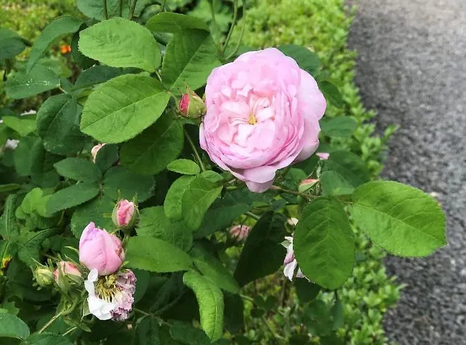 Camillas Hoehe Mirbach